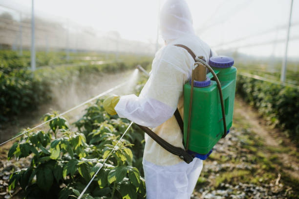 Best Termite Control Services  in Old Fig Garden, CA